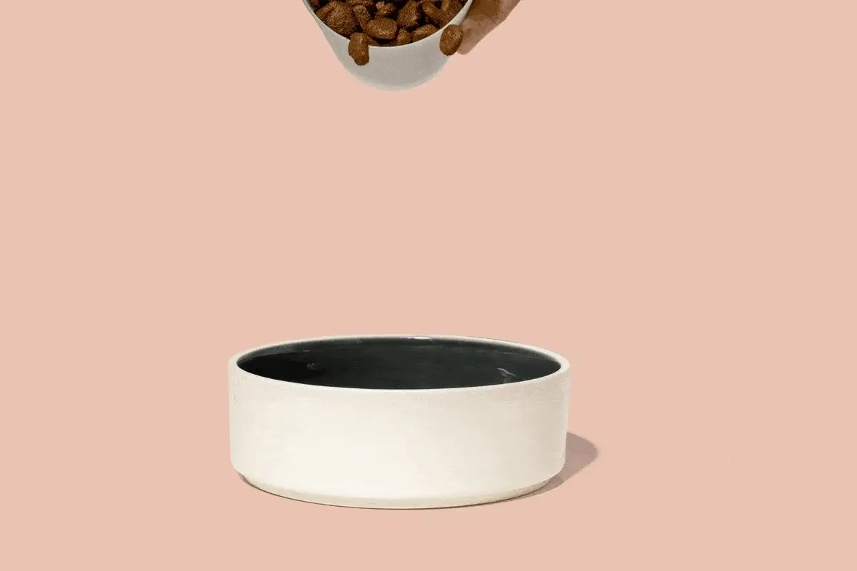 Cibo al salmone fresco - Image 3