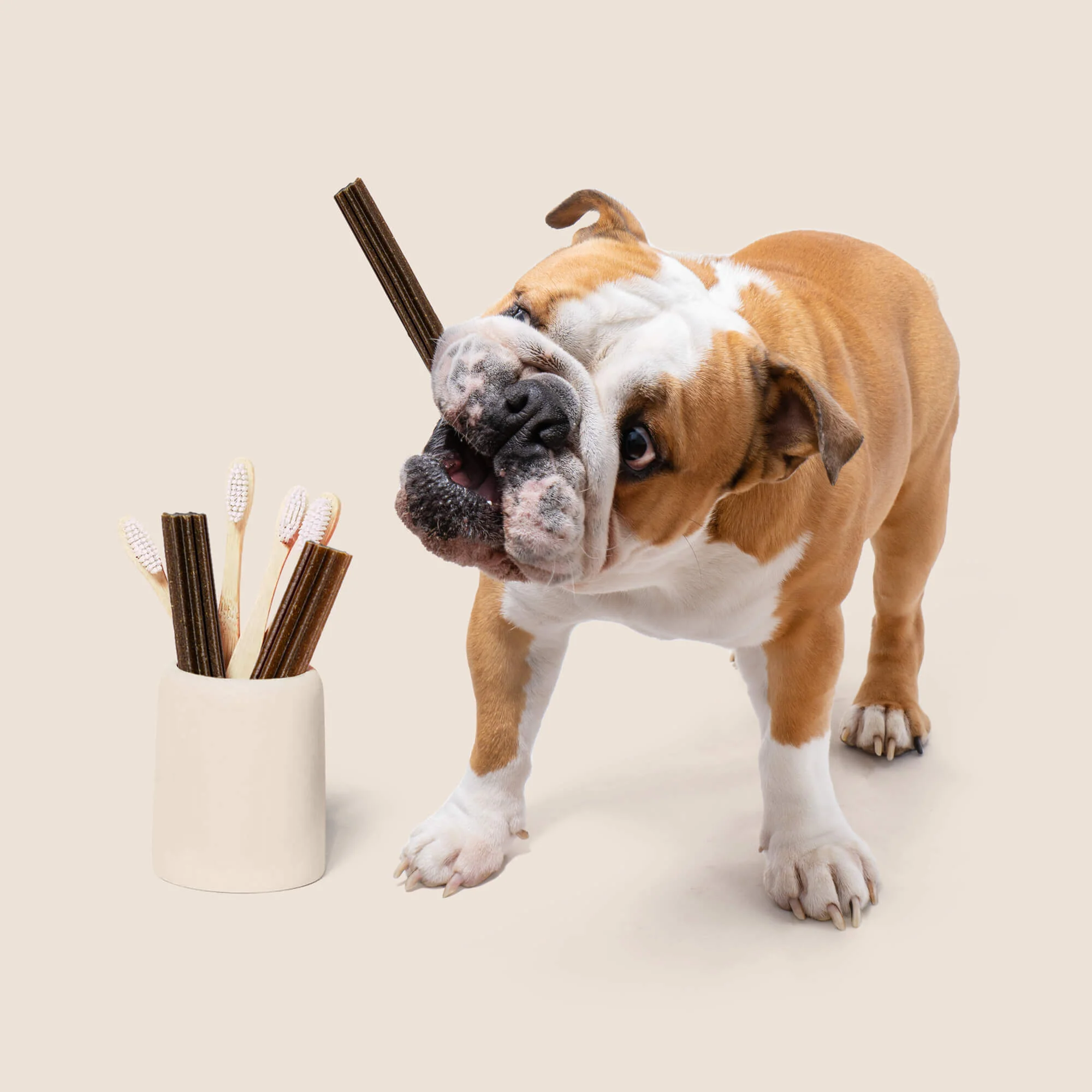 Longevity Dental Stick - Image 3